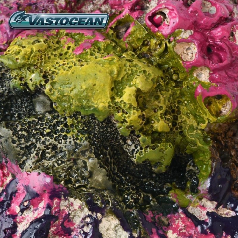 VASTOCEAN Cave-Reef para aquár - Marine Aquarium Hermit Crab avaliação e preço