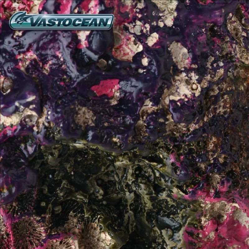 VASTOCEAN Cave-Reef para aquár - Marine Aquarium Hermit Crab avaliação e preço